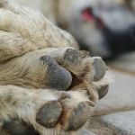 Sargento da polícia é demitido do cargo após 'socar' cachorro por fazer cocô dentro de casa