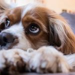 Mulher é condenada à prisão por maltratar cachorra com pedras e cabo de vassoura  