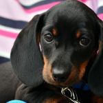 Cachorro pega cinomose após ser vacinado contra doença e tutora será indenizada em Minas