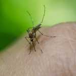 Idoso com câncer morre por chikungunya e número de óbitos sobe para seis em Minas