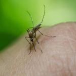Idoso com câncer morre por chikungunya e número de óbitos sobe para seis em Minas