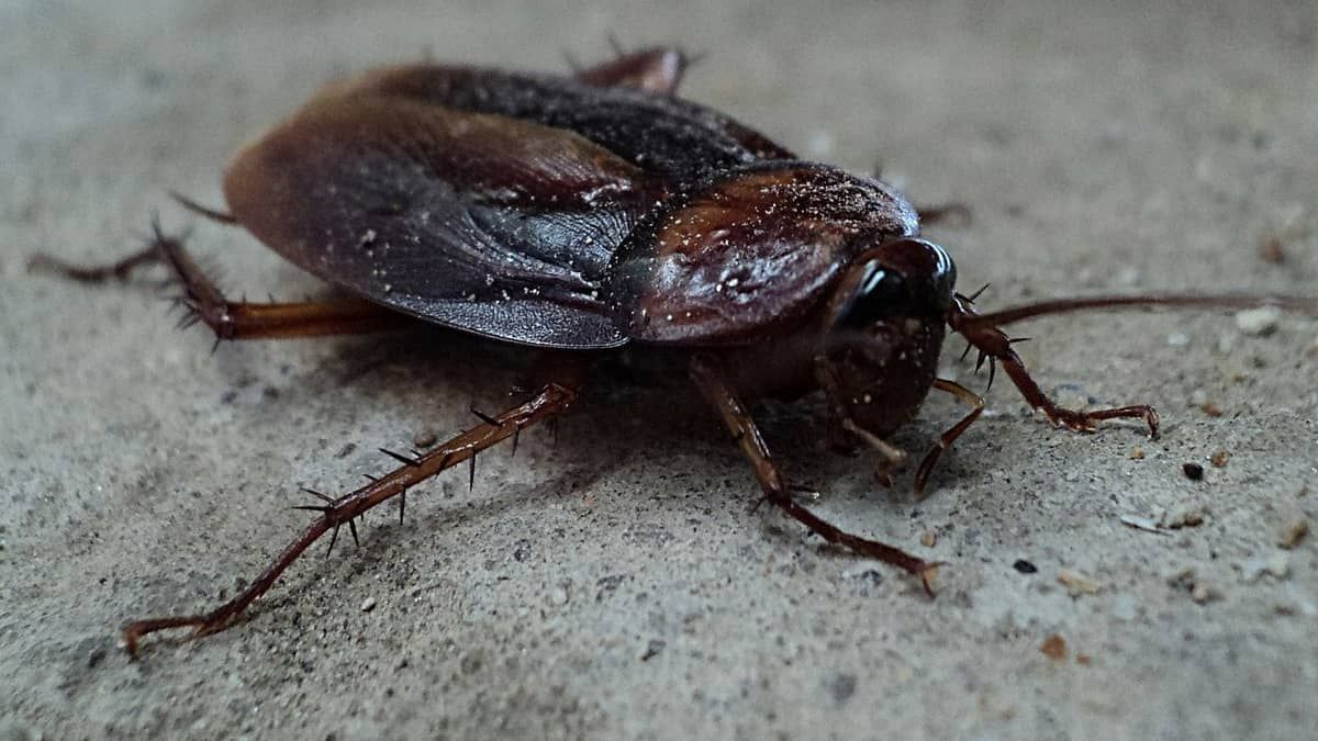 Policiais penais encontram barata no pão em São Joaquim de Bicas: 'situação nojenta'  