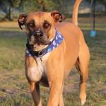 Cantor tem orelhas arrancadas após ser mordido por cinco cachorros: 'senti cada mordida' 