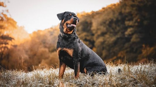 Imagem ilustrativa - Cachorro da raça Rottweiler