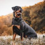 Menina de dois anos some por 5 horas e é encontrada dormindo em cima do cachorro de estimação 