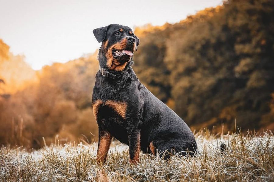 PM aposentado mata rottweiler com tiros na cabeça em São Paulo; entenda