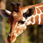 Morre 4ª girafa trazida da África do Sul para parque no Rio de Janeiro