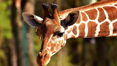 Imagem ilustrativa - Girafa