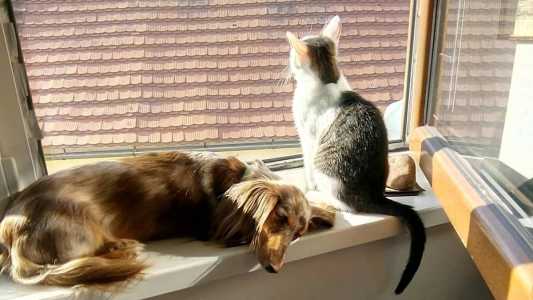 Imagem Ilustrativa: Animais foram cruelmente assassinados em Itabirito