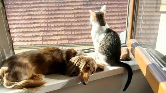 Imagem Ilustrativa: Animais foram cruelmente assassinados em Itabirito
