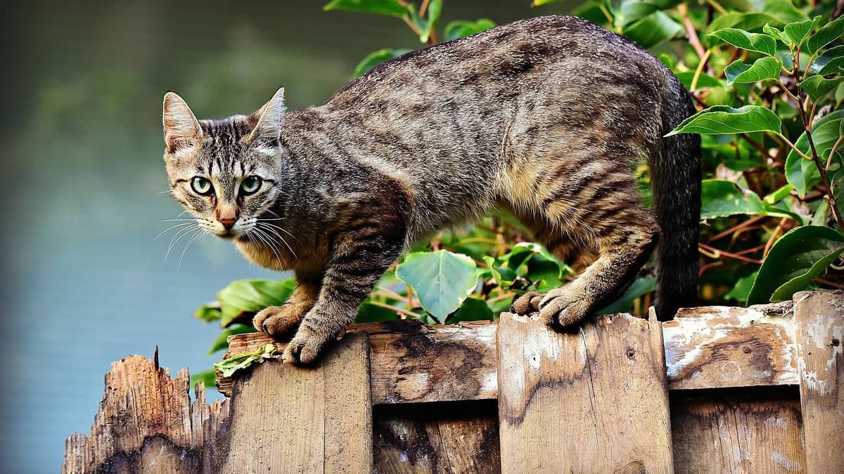 Competição que premia com dinheiro crianças por caçar e matar gatos é cancelada; entenda  