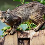 Competição que premia com dinheiro crianças por caçar e matar gatos é cancelada; entenda  