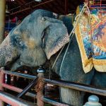 Justiça determina que animais apreendidos de circo por maus-tratos fiquem em zoológico  