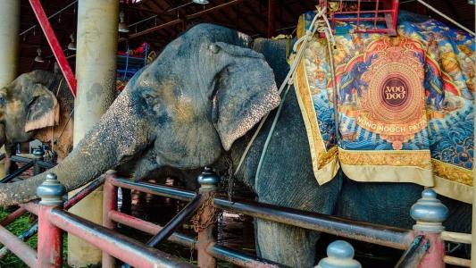 Imagem ilustrativa - Elefante de circo
