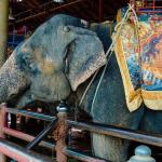 Justiça determina que animais apreendidos de circo por maus-tratos fiquem em zoológico