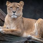 Menino morre após entrar na jaula e ser mordido por leoa na Faixa de Gaza  