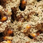 Eliminar cupins de armários pode custar até R$ 450 em Belo Horizonte, aponta pesquisa  