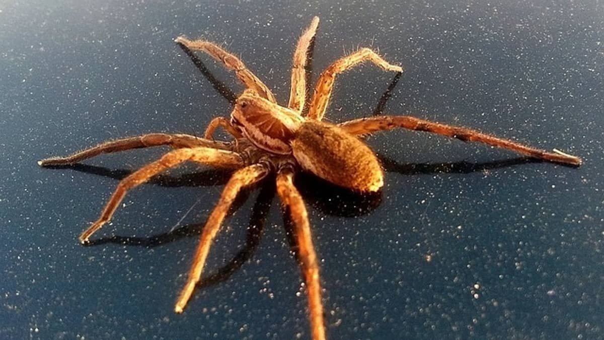 Aranhas gigantes invadem casas em busca de fêmeas e especialistas orientam uso do 'giz' para afastar os bichos 