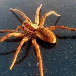 Aranhas gigantes invadem casas em busca de fêmeas e especialistas orientam uso do 'giz' para afastar os bichos 