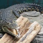 Idosa é morta por crocodilo durante passeio com cachorro e animal é sacrificado 