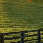 Égua fica desolada com desaparecimento de filhote e criador se mobiliza para encontrar potrinho