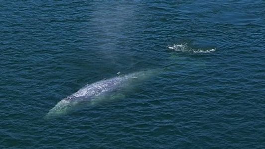 Imagem ilustrativa - Baleias cinzentas