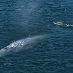 Baleias cinzentas se aproximam de humanos para retirar piolhos: 'amor e ódio'  