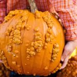 Abóbora gigante de 579 quilos bate recorde em competição nacional  