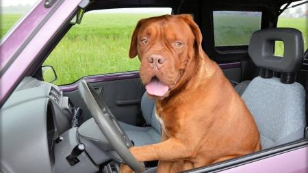 Imagem ilustrativa - Cachorro no banco do motorista