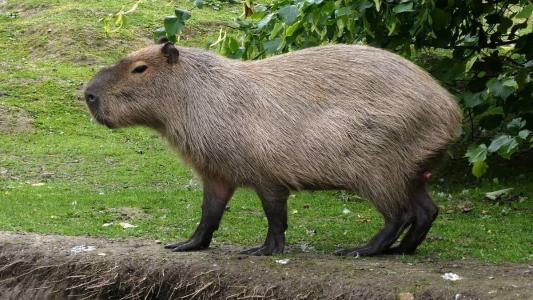 Imagem ilustrativa - Capivara