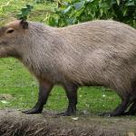 Capivara na pista atrapalha pouso no aeroporto Santos Dumont