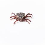 Vírus de carrapato provoca morte de idosa de 70 anos no Japão e é o primeiro caso no mundo; entenda   