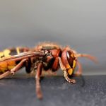 Mudança climática provoca invasão de vespas 'mal-humoradas' no Reino Unido  