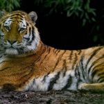 Tigres siberianos sofrem com verão sufocante e temperaturas acima dos 50°C 