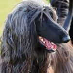 Justiça determina que família que adotou cão 'fugitivo' devolva animal para dona