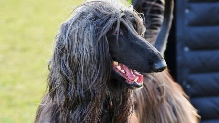 Imagem ilustrativa - Cão da raça galgo afegão