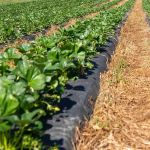 Sete trabalhadores em situação de servidão são resgatados em Minas Gerais