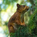 Esquilos enfrentam problemas para se reproduzir pelo aumento de temperaturas no Ártico