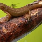 Mais de 2 mil espécies de anfíbios estão ameaçadas de extinção; entenda  