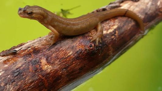 Imagem ilustrativa - Salamandra