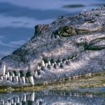 Crocodilo em extinção, maior predador dos rios da América do Sul, é devolvido ao habitat natural  