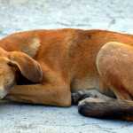 Animais atropelados devem ser socorridos em BH após aprovação de lei; entenda