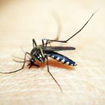Minas Gerais tem 15 mortes confirmadas por dengue e quase 47 mil casos 