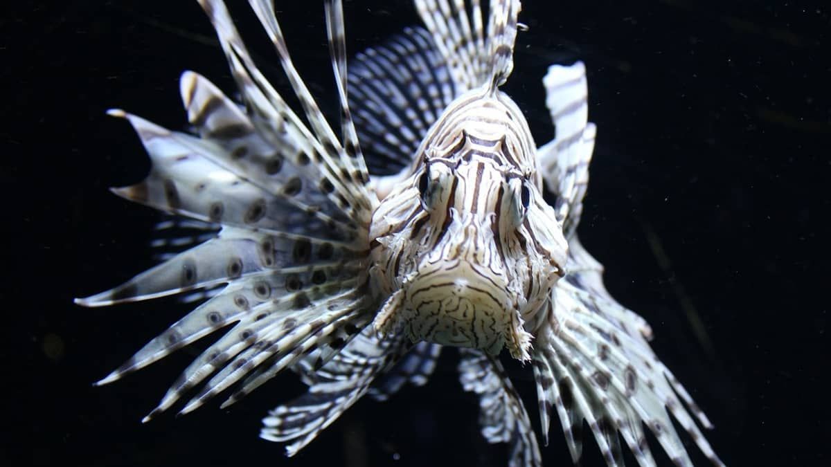 Peixe venenoso invade costa brasileira e pode se alastrar em 2 anos: 'come todos os outros peixes' 