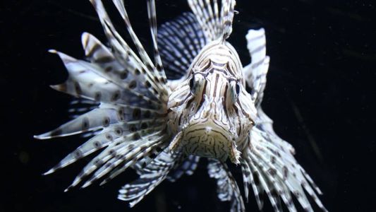 Imagem ilustrativa I Peixe-leão