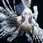 Peixe venenoso invade costa brasileira e pode se alastrar em 2 anos: 'come todos os outros peixes' 