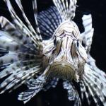 Peixe venenoso invade costa brasileira e pode se alastrar em 2 anos: 'come todos os outros peixes'