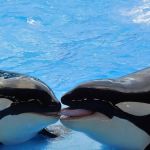 'Baleias assassinas': machos são paparicados pelas mães durante toda vida; entenda  