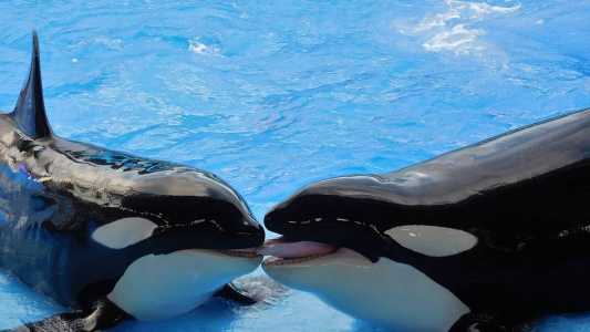 Imagem ilustrativa - Orcas