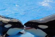 Orcas e golfinhos cruzaram ponto sem volta da evolução e não devem retornar à vida terrestre